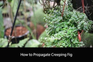 How to Propagate Creeping Fig