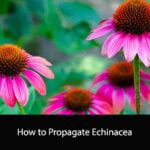 How to Propagate Echinacea