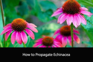 How to Propagate Echinacea