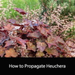How to Propagate Heuchera
