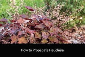 How to Propagate Heuchera