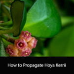 How to Propagate Hoya Kerrii