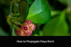 How to Propagate Hoya Kerrii