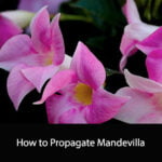 How to Propagate Mandevilla