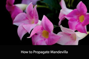 How to Propagate Mandevilla
