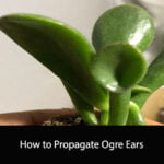 How to Propagate Ogre Ears