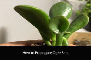How to Propagate Ogre Ears