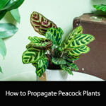 How to Propagate Peacock Plants