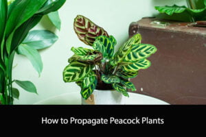How to Propagate Peacock Plants