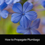 How to Propagate Plumbago