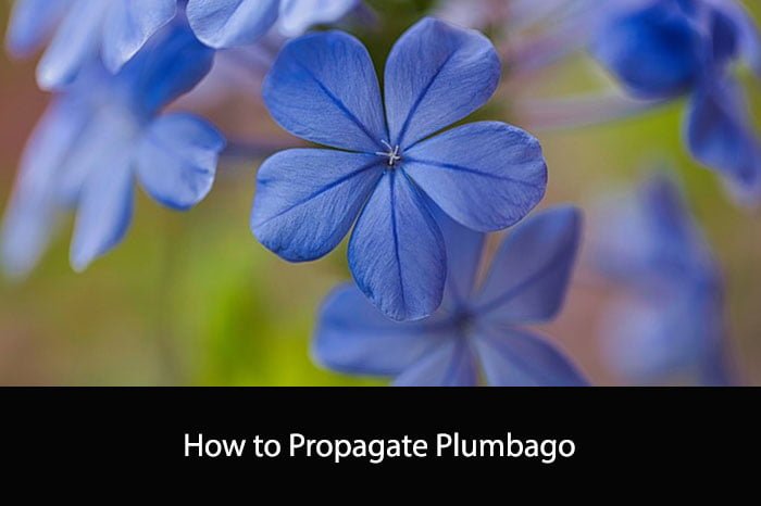 How to Propagate Plumbago