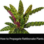 How to Propagate Rattlesnake Plants