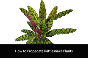 How to Propagate Rattlesnake Plants