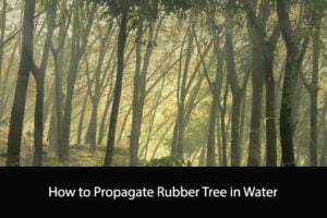 How to Propagate Rubber Tree in Water