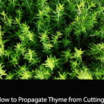 How to Propagate Thyme from Cuttings