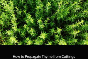 How to Propagate Thyme from Cuttings
