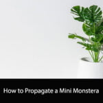 How to Propagate a Mini Monstera