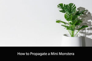 How to Propagate a Mini Monstera