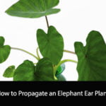 How to Propagate an Elephant Ear Plant