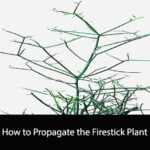 How to Propagate the Firestick Plant