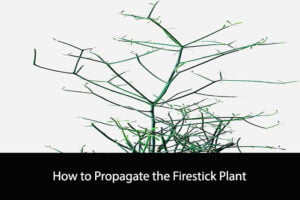 How to Propagate the Firestick Plant