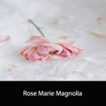 Rose Marie Magnolia