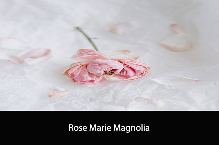 Rose Marie Magnolia