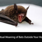 Spiritual Meaning of Bats Outside Your House