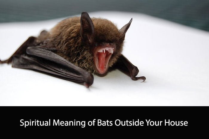 Spiritual Meaning Of Bats Outside Your House Blogdevt
