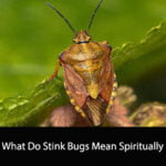 What Do Stink Bugs Mean Spiritually