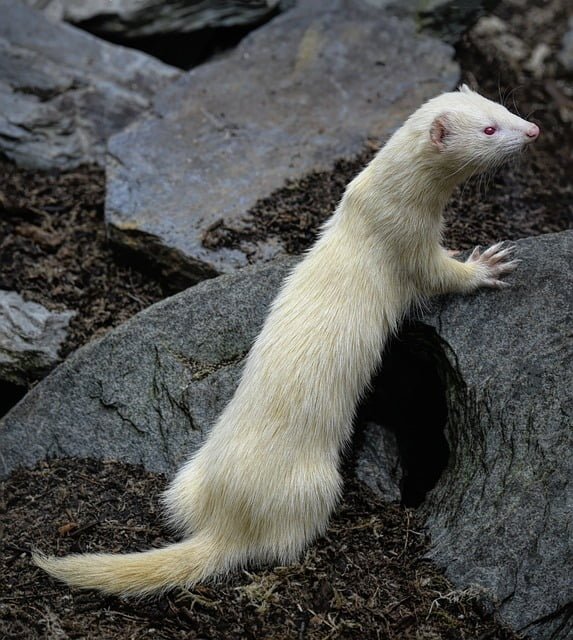 Can a Ferret Kill a Snake