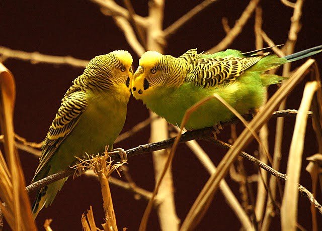 Can Budgies Eat Bread