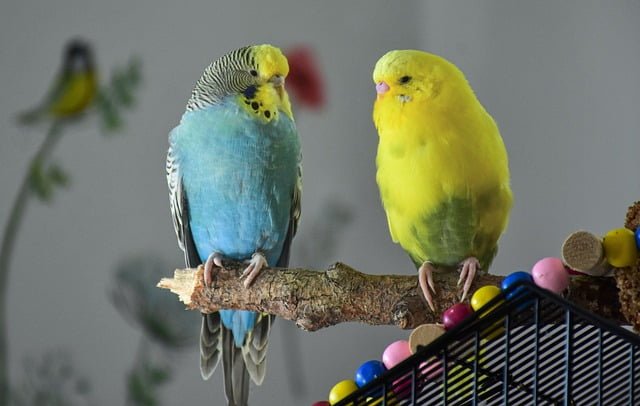 Can Budgies Eat Cilantro
