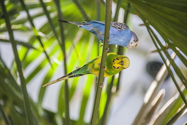 Can Budgies Eat Carrots