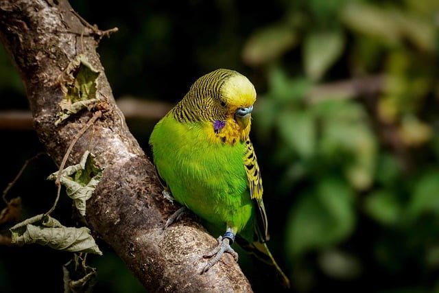 Can Budgies Eat Bean Sprouts