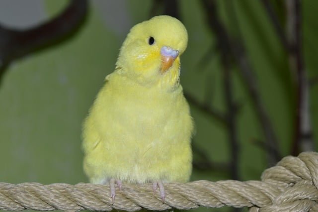 Can Budgies Eat Nectarines