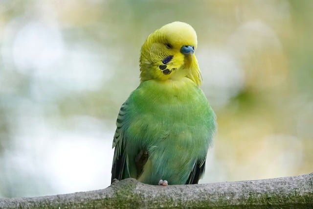 Can Budgies Eat Raspberries