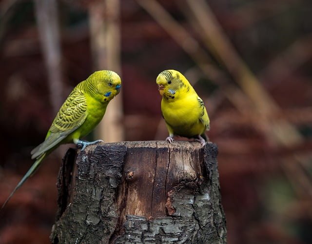 Can Budgies Eat Mango