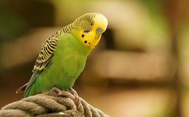Can Budgies Eat Mango