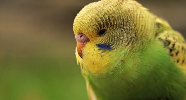 Can Budgies Eat Grapes