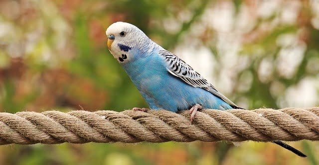 Can Budgies Eat Corn