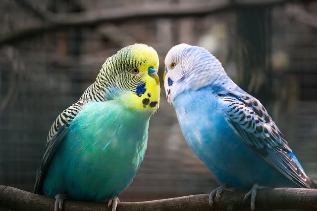 Can Budgies Eat Grapes