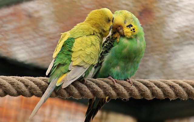Can Budgies Eat Blackberries