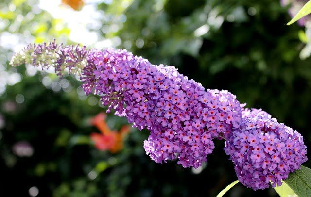 How to Propagate Butterfly Bush in Water