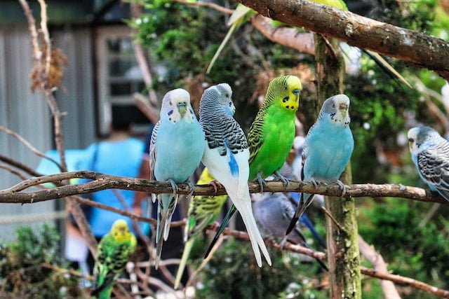Can Budgies Eat Cockatiel Food? A Comprehensive Guide