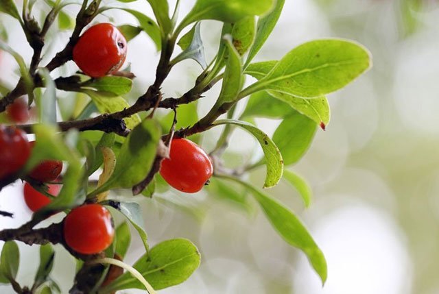 How to Propagate Coprosma from Cuttings