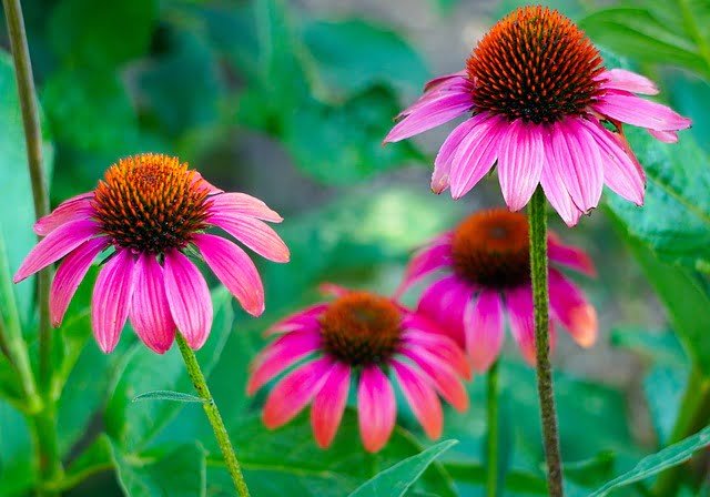 How to Propagate Echinacea
