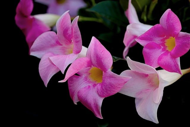 How to Propagate Mandevilla