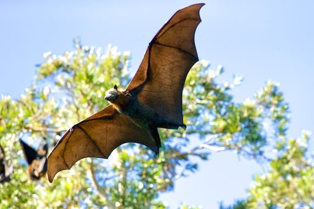 Spiritual Meaning of Bats Outside Your House