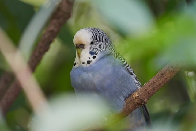 Can Budgies Eat Cockatiel Food